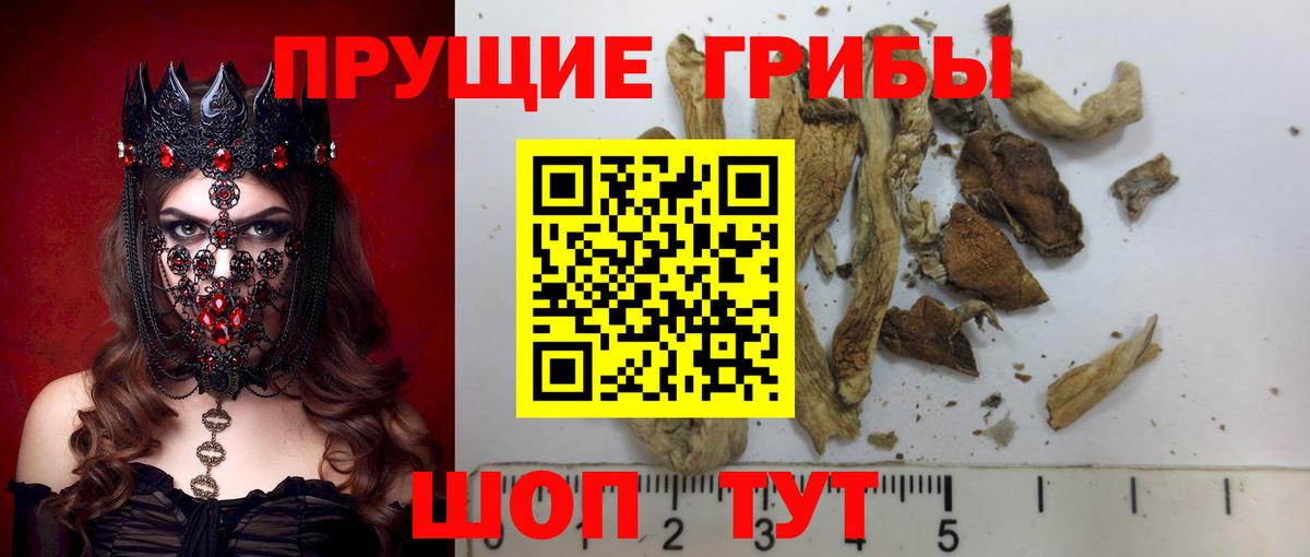 Псилоцибиновые грибы мицелий Сухой Лог